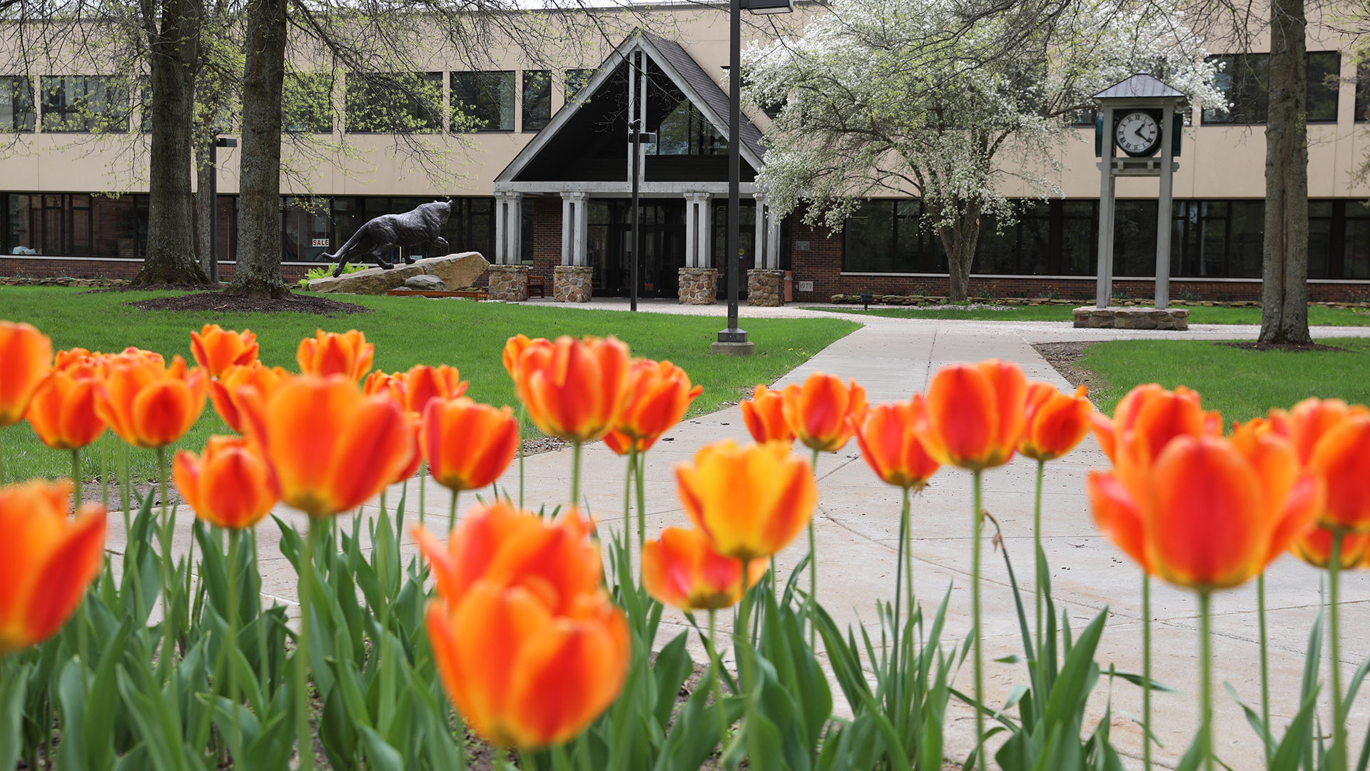 Tulips in quad