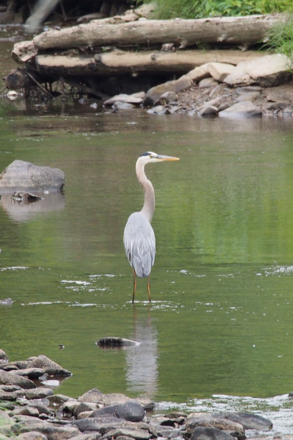 Blue Heron