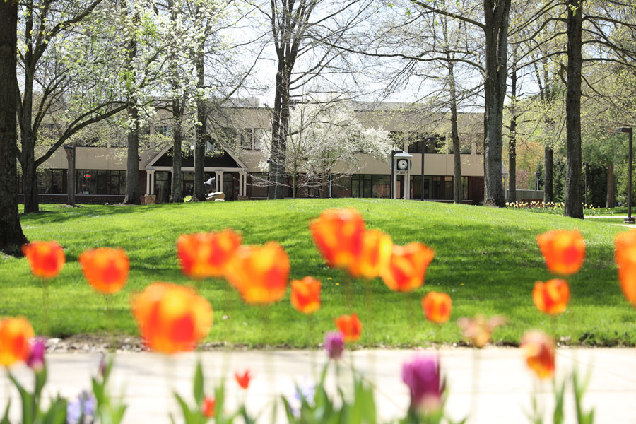 Tulips in Quad