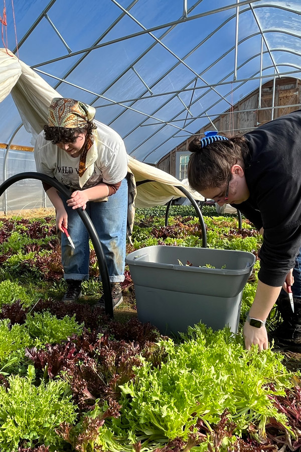 Students volunteering at a local community garden.
