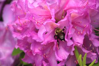 Bee on Flower
