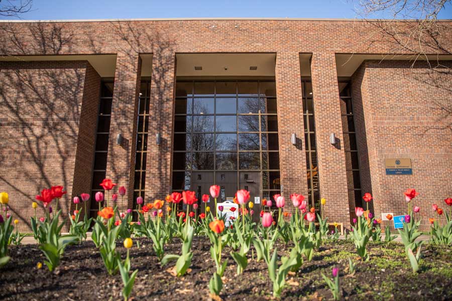 Tulips in front of Hanley Library in spring