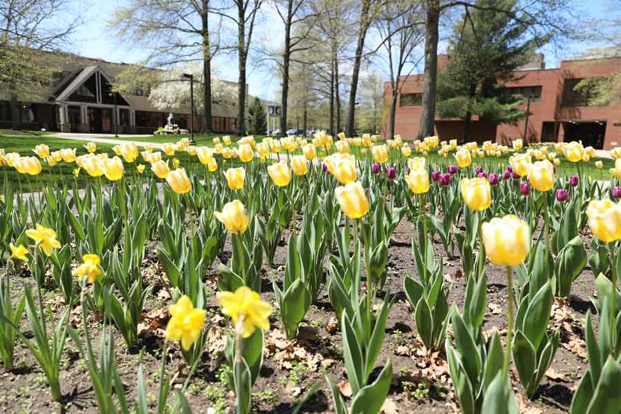 a small bed of yellow tulips