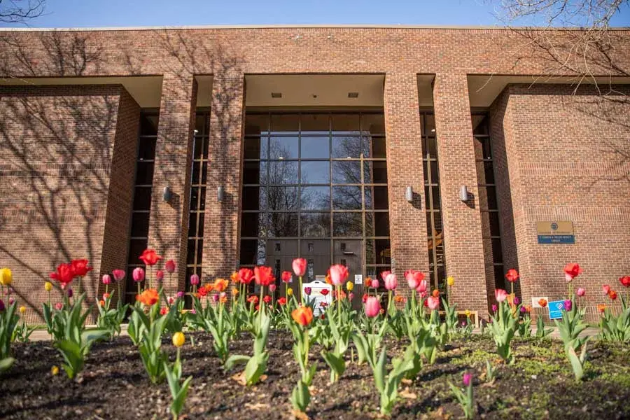 Tulips in front of Hanley Library