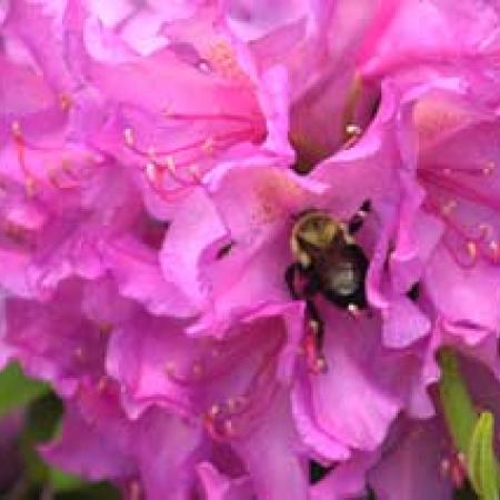 Bee on Flower