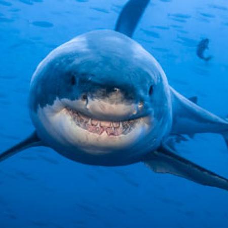 Picture of smiling shark
