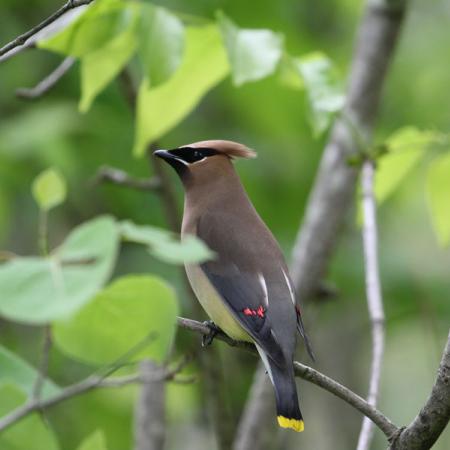 Bird sitting on a branch