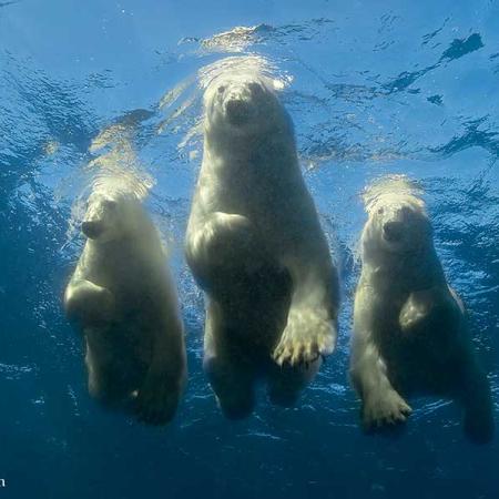 A photo of polar bears swimming by Amos Nachoum