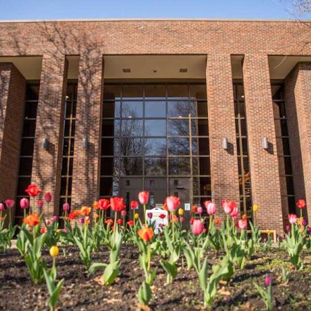 Tulips in front of Hanley Library in spring