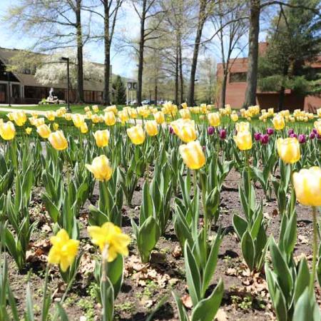 a small bed of yellow tulips