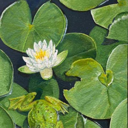 the cover for Bailys Beads; Green lily pads and a frog